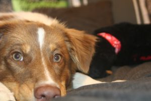 Dog looking into at you.